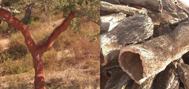 ….have their bark stripped every 10 years