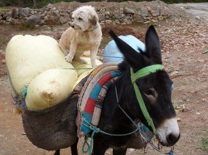 1 Sofie On A Donkey