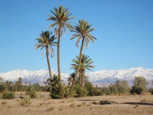 9 1st Snowfall In Skoura Desert For 30 Years